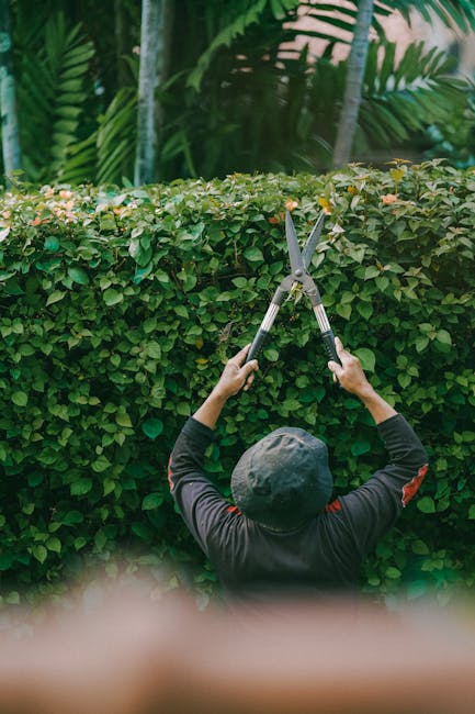 A person wearing a dark hat and long-sleeved top is engaged in hedge trimming in a lush garden. They are using a pair of large hedge shears to carefully prune a dense, green hedge that forms a neat bo